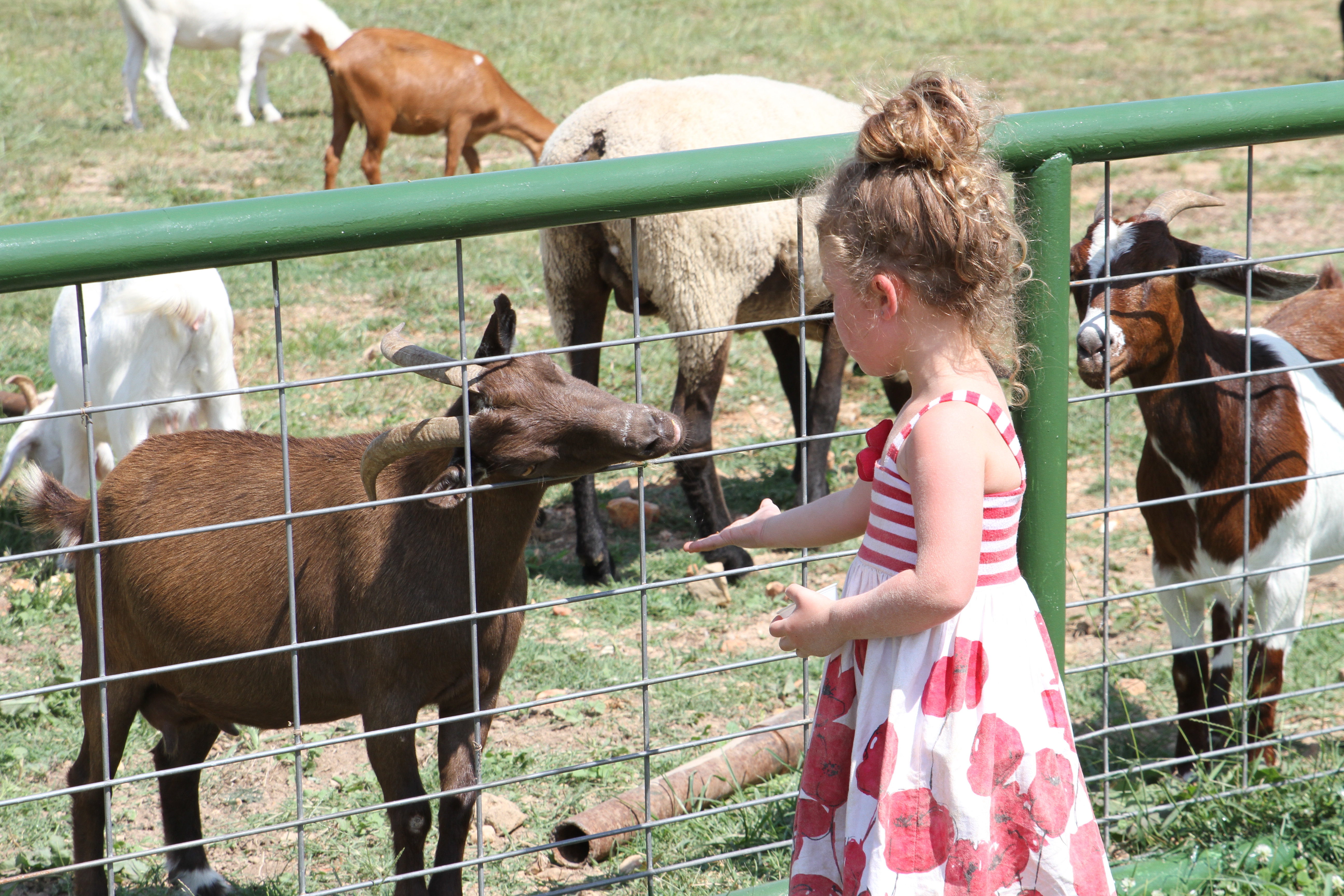 Animal Feed